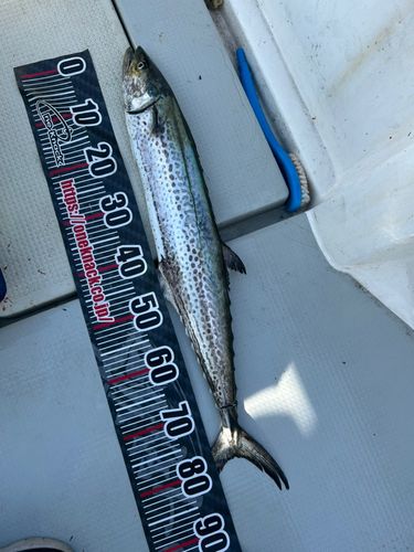 サワラの釣果