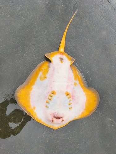 アカエイの釣果