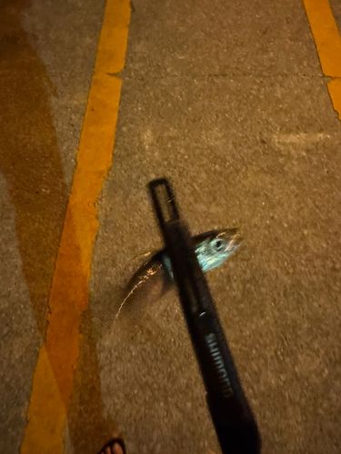 釣果