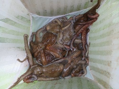 マダコの釣果
