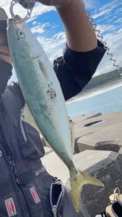 ワカシの釣果