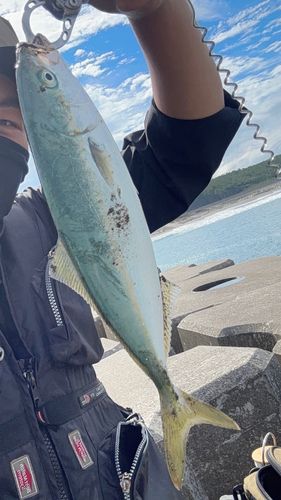 ワカシの釣果