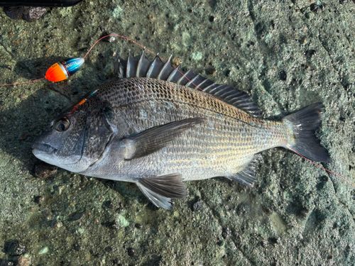 クロダイの釣果