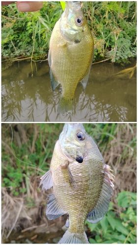 ブルーギルの釣果