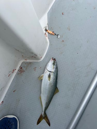 ツバスの釣果