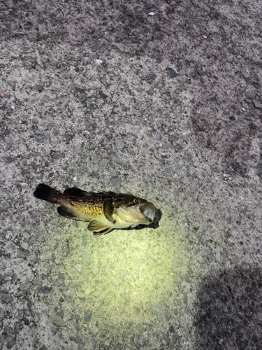 クロソイの釣果
