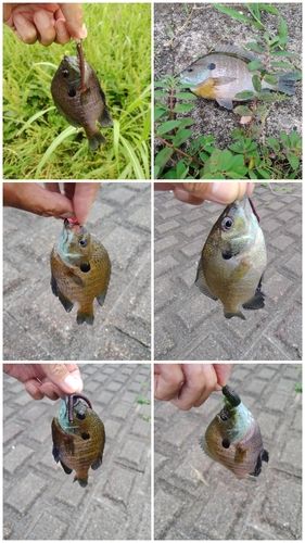 ブルーギルの釣果