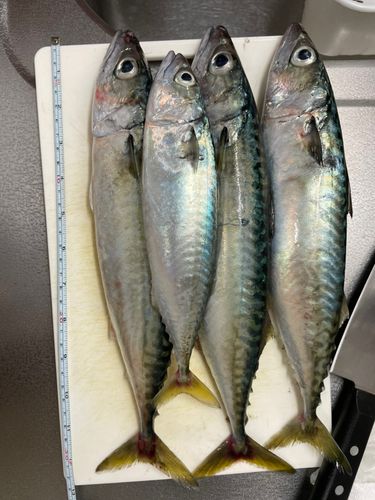 サバの釣果