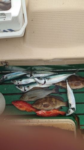 サバの釣果