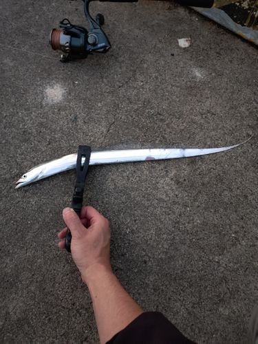 タチウオの釣果