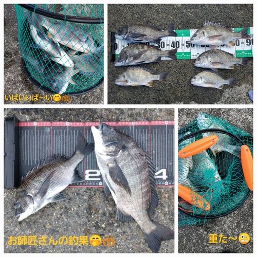 チヌの釣果