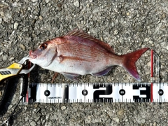 マダイの釣果