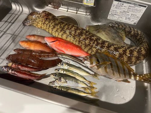ウツボの釣果