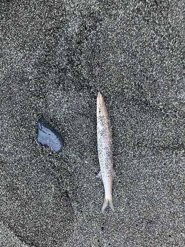 カマスの釣果