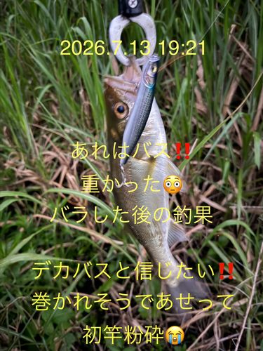 セイゴ（マルスズキ）の釣果
