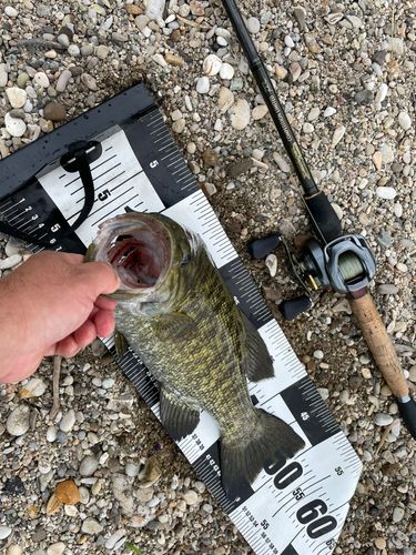 スモールマウスバスの釣果