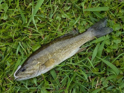 スモールマウスバスの釣果