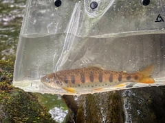 ヤマメの釣果