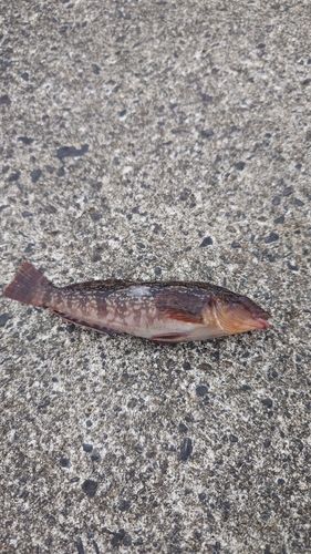 アイナメの釣果