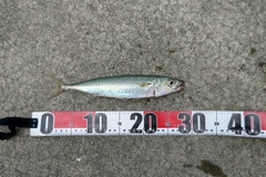サバの釣果