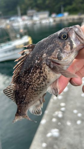 クロソイの釣果