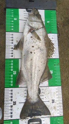 セイゴ（ヒラスズキ）の釣果
