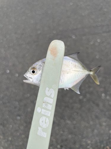 メッキの釣果