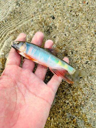 オイカワの釣果