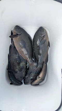 グレの釣果