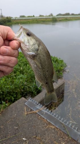 西の州水門で釣れたブラックバスの釣り・釣果情報 - アングラーズ