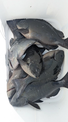 グレの釣果