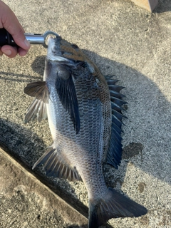 チヌの釣果