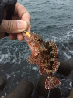 ガシラの釣果