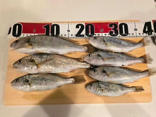 イシモチの釣果
