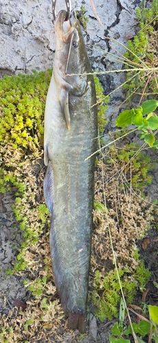 ニホンナマズの釣果