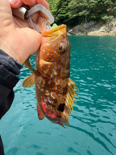 キジハタの釣果