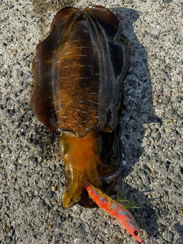 アオリイカの釣果