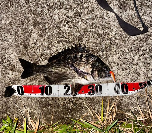チヌの釣果