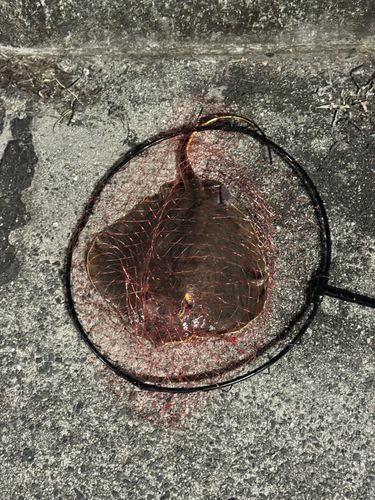アカエイの釣果