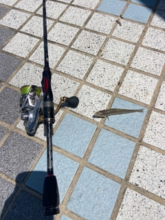 キスの釣果
