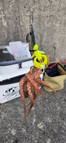 タコの釣果