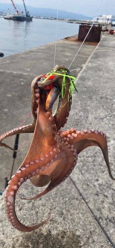 タコの釣果