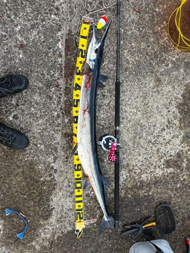 オキザヨリの釣果