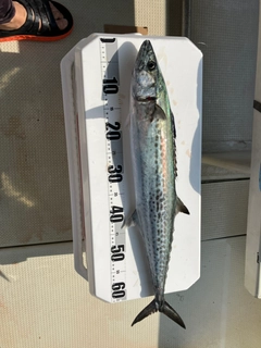 サワラの釣果