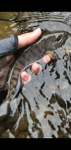 ヤマメの釣果