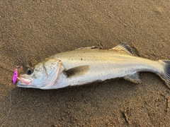 スズキの釣果