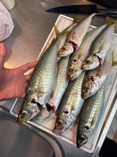 アオアジの釣果