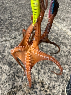 タコの釣果