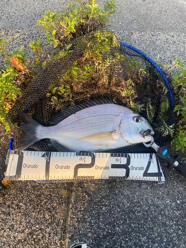 ヘダイの釣果