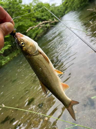 ウグイの釣果